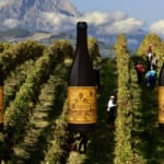 Wine Of The Week: Valentini Cerasuolo