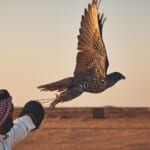 These 3 Animal-Focused Photo Books Spotlight Saudi Arabian Wildlife