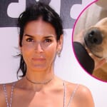 Angie Harmon Says Her Dog Was Shot and Killed by Deliveryman